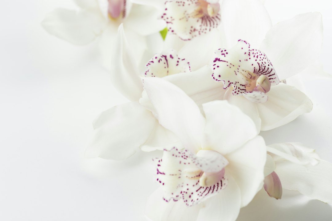 The Role of Funeral Flower Preservation in Celebrating a Life - Artisan Palace