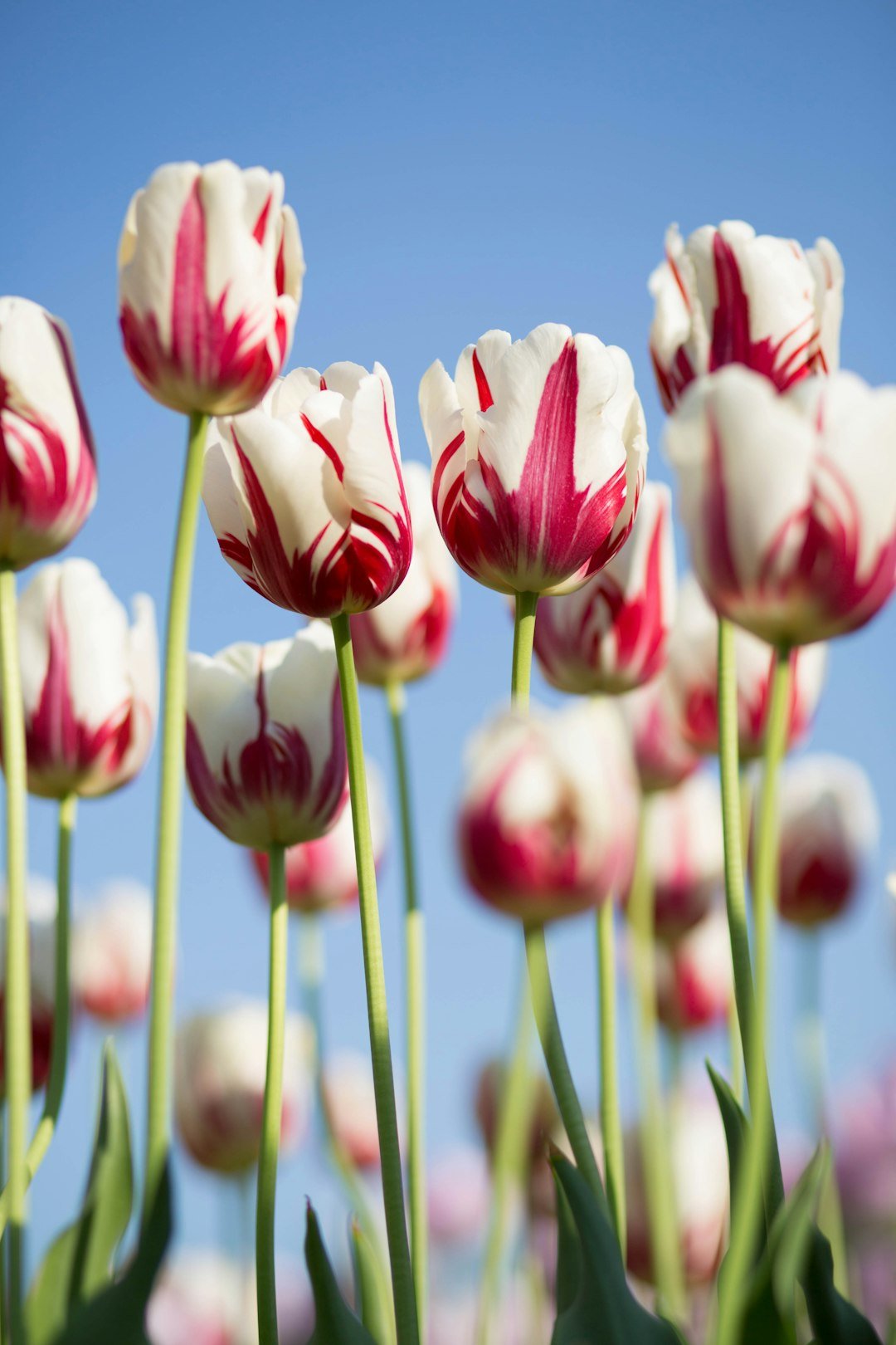 Creative Ways to Preserve Funeral Flowers - Artisan Palace