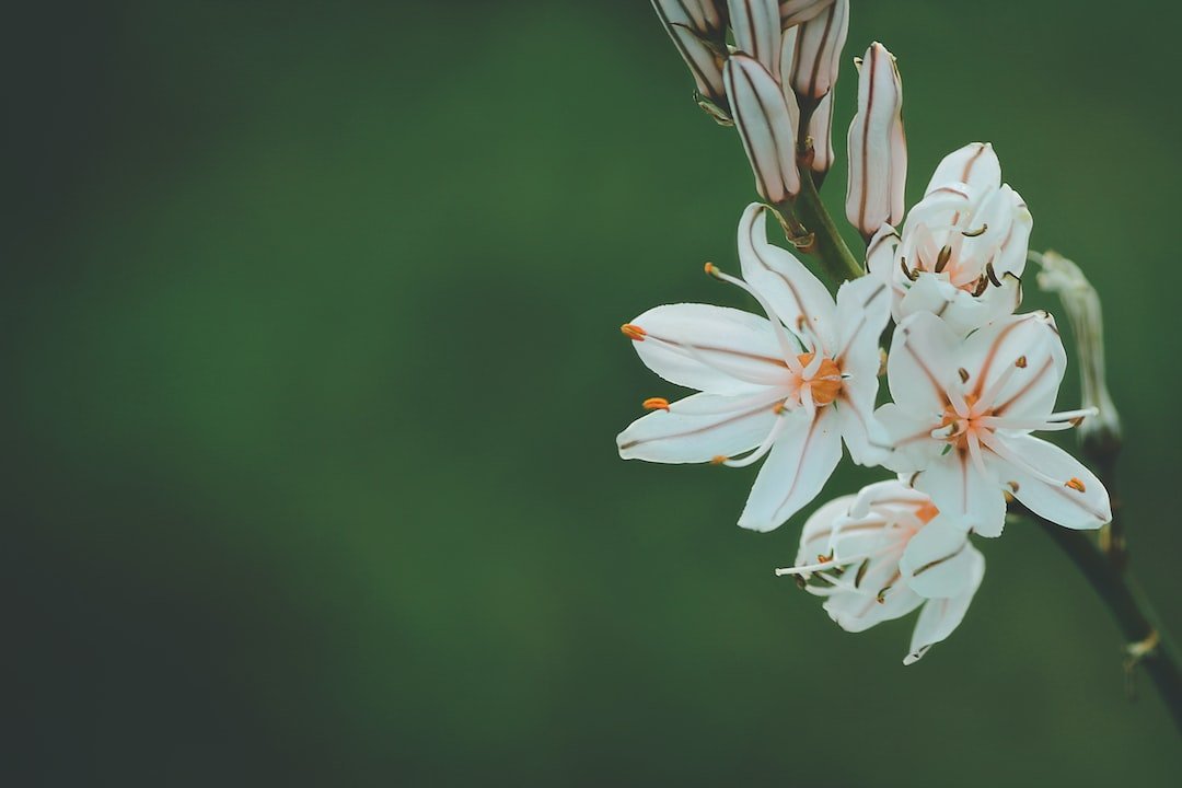 Preserving Funeral Flowers for Long-Lasting Memories - Artisan Palace