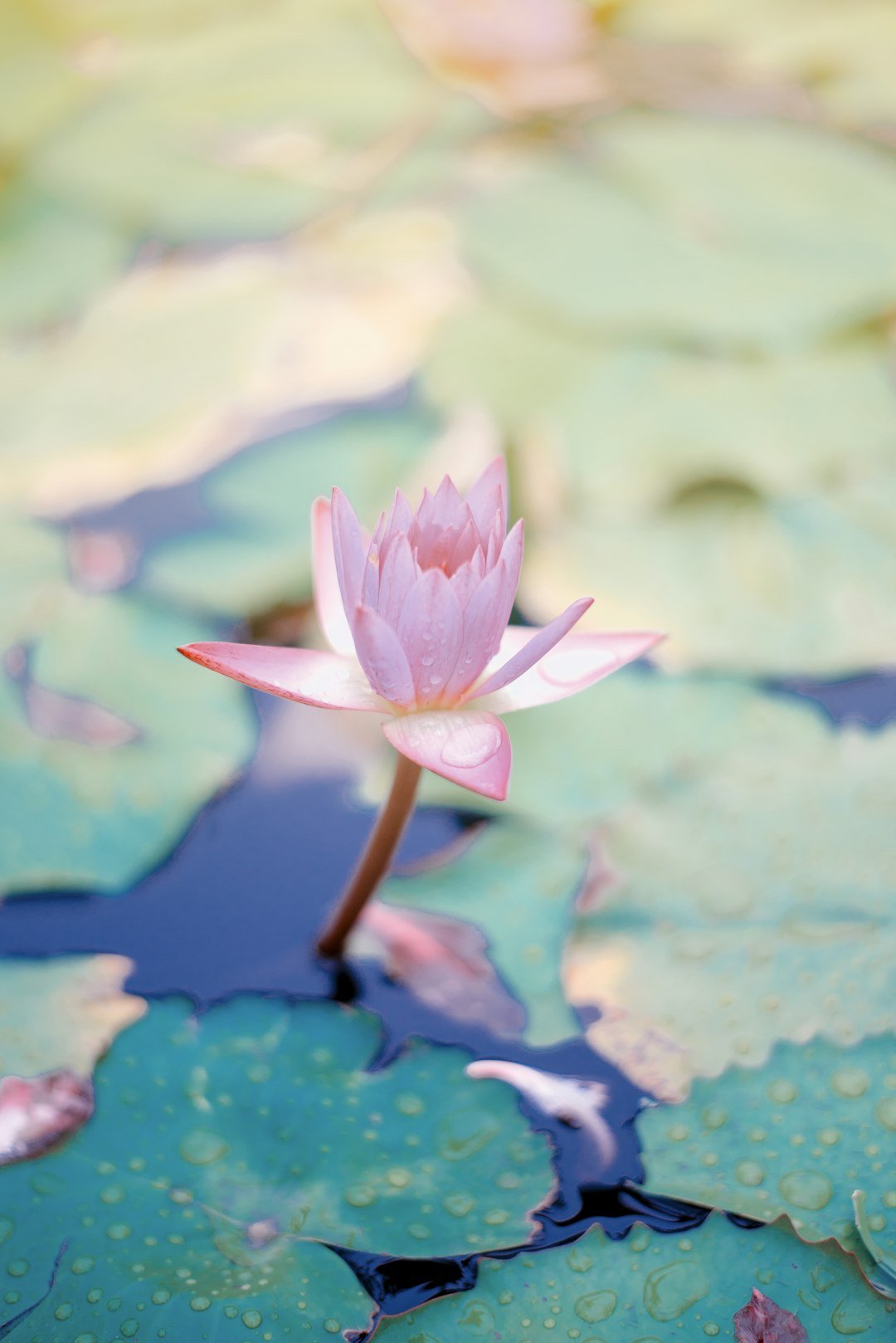 The Profound Symbolism of Colors in Funeral Flower Arrangements - Artisan Palace