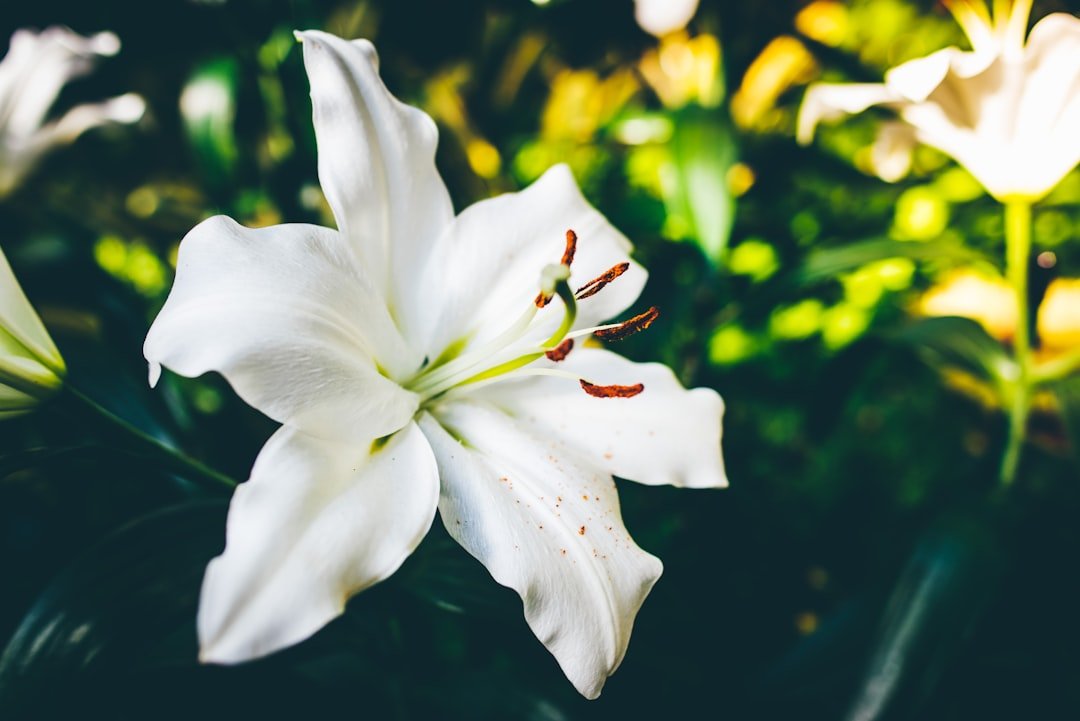 The Symbolic Meanings of Popular Funeral Flowers - Artisan Palace