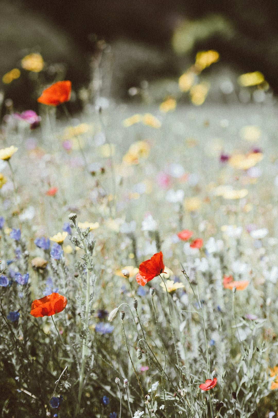 Preservation vs. Drying: What's Best for Funeral Flowers? - Artisan Palace