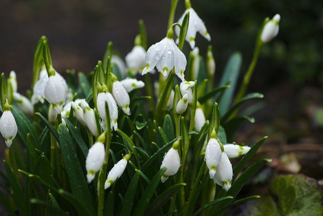 The Ultimate Guide: Tips for Caring and Maintaining Preserved Funeral Flowers - Artisan Palace