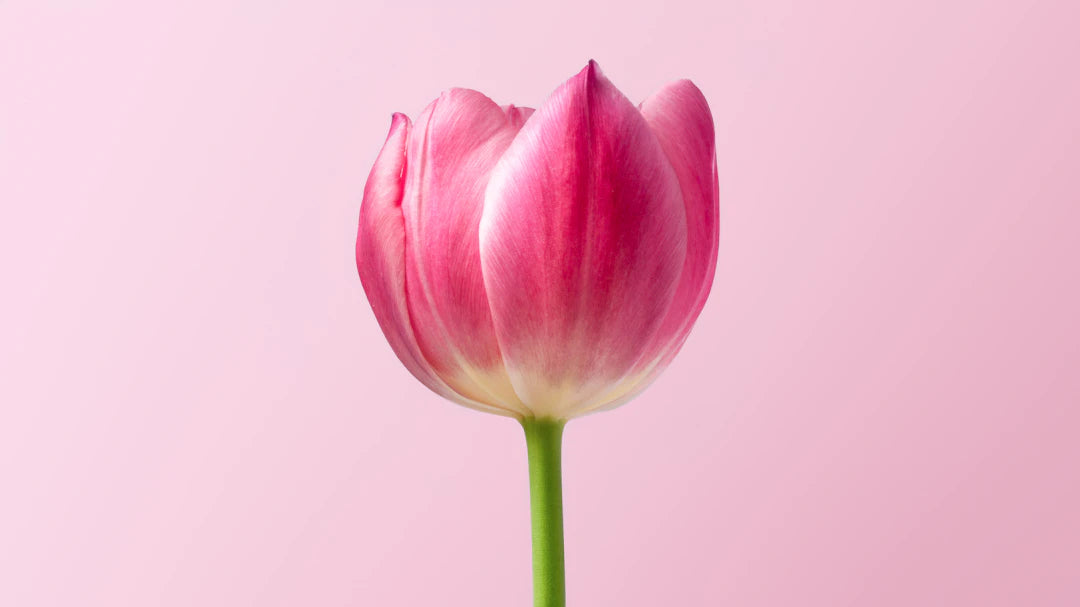 Preserving Memories A Guide to Pressing Flowers from Funeral Arrangements