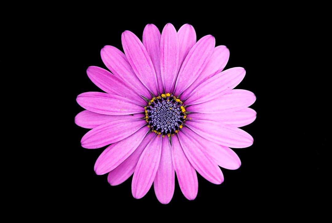 Unlocking Nature's Beauty: The Benefits of Using Resin for Flower Preservation - Artisan Palace
