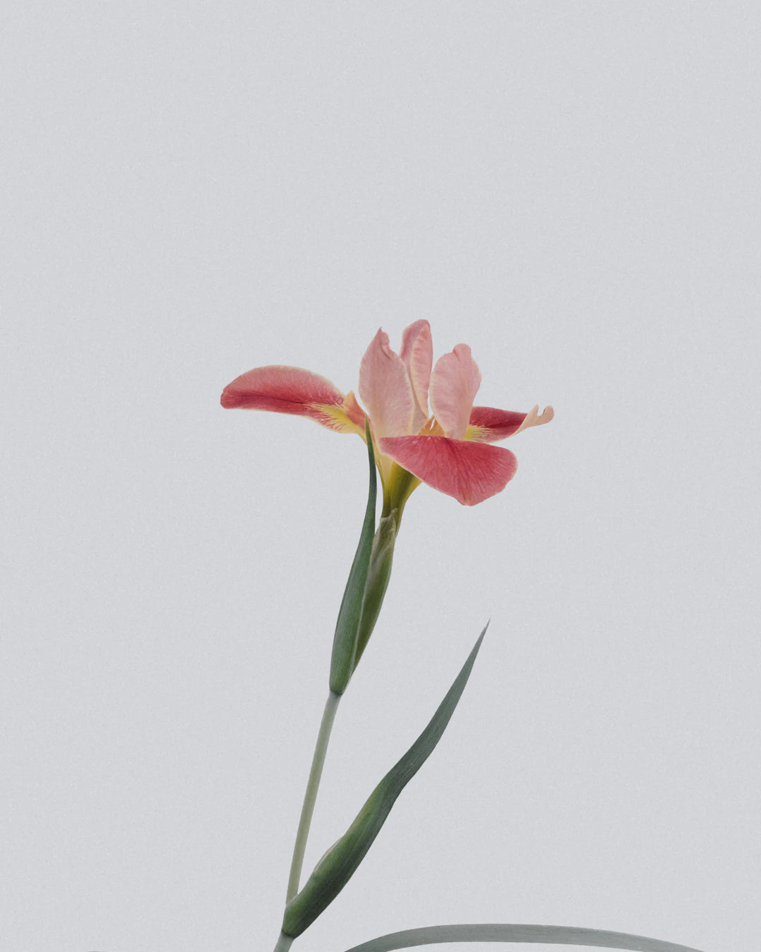 Embracing Memories The Importance of Funeral Flower Preservation