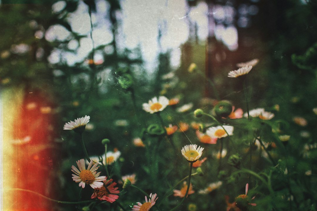 The Art of DIY Funeral Flower Preservation: A Lasting Tribute - Artisan Palace