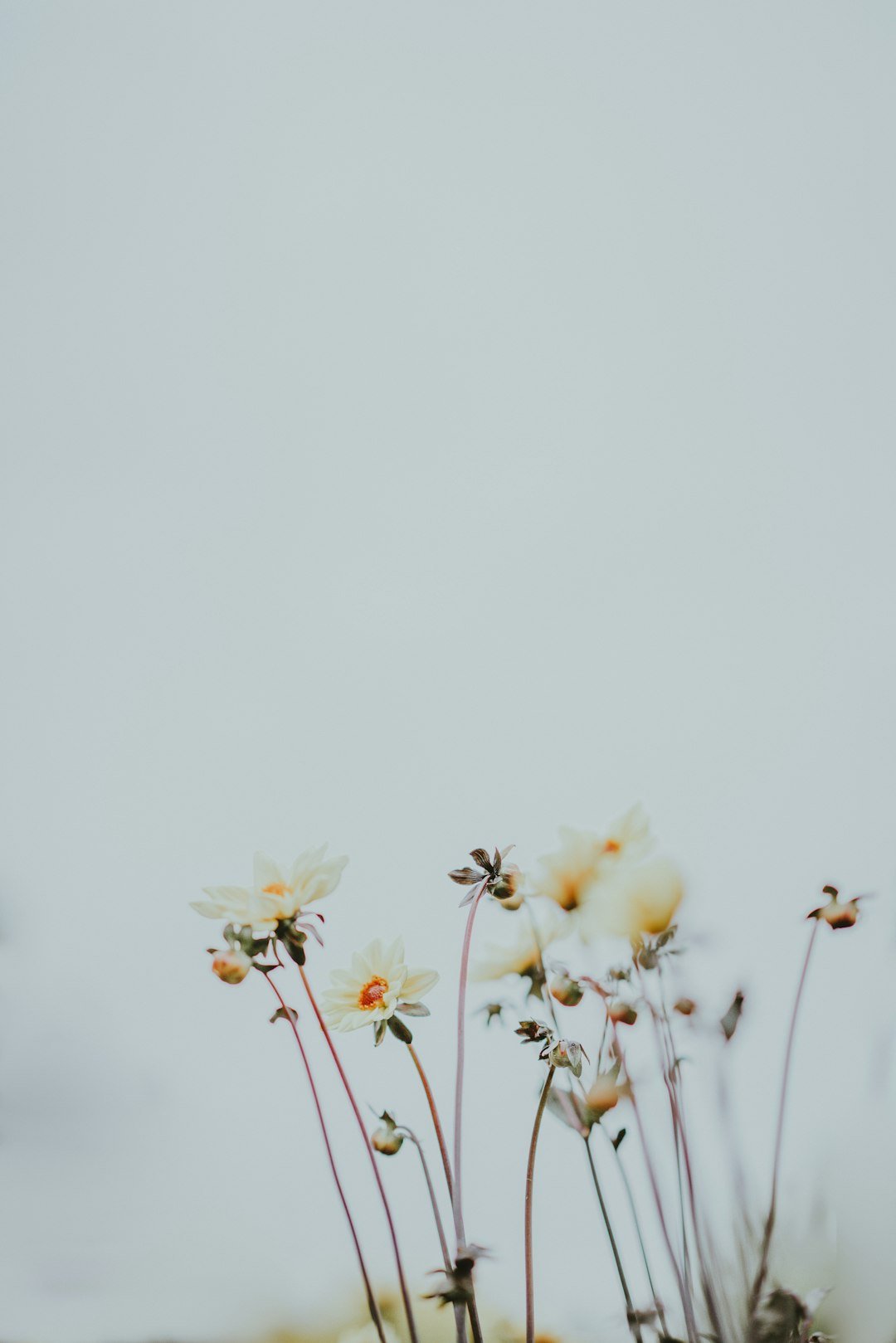 Transforming Your Home with Preserved Flowers: A Timeless Elegance - Artisan Palace
