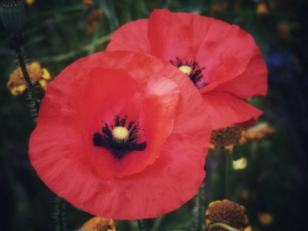 Preserve Your Loved One's Memory with Funeral Flowers - Artisan Palace