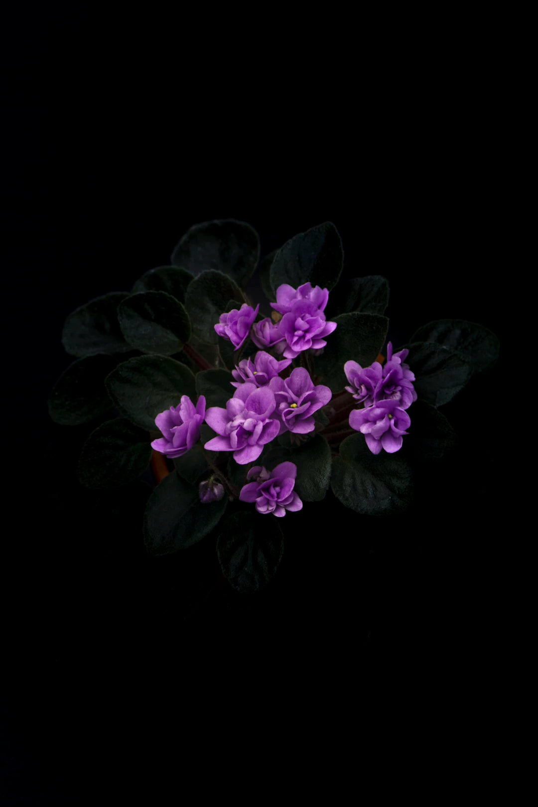 Transform Your Space Crafting Stunning Display Frames for Preserved Flowers