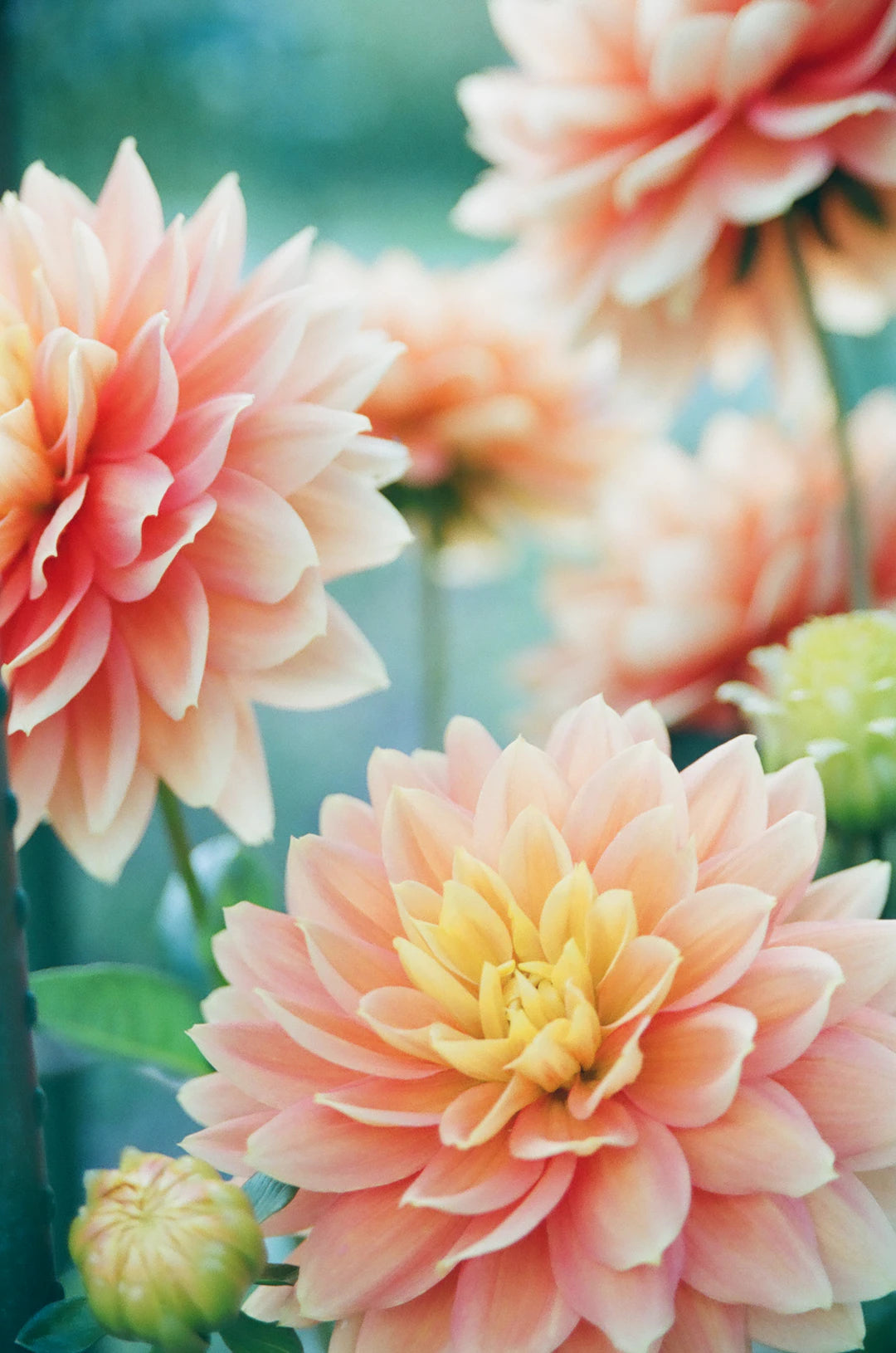 Bloom Forever: Common Mistakes to Avoid in Flower Preservation