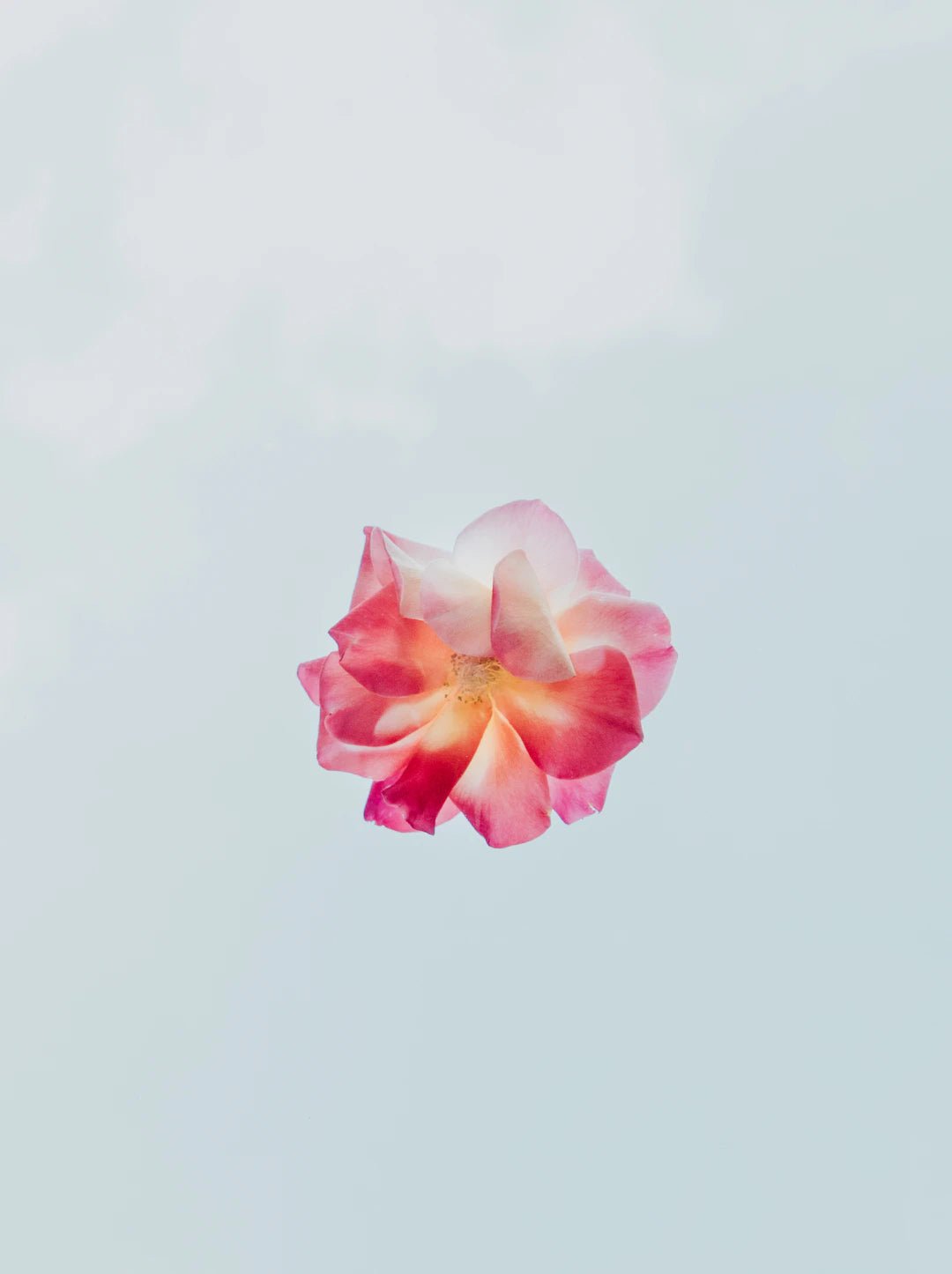 Preserve the Beauty: Your Guide to Choosing the Right Method for Flower Preservation - Artisan Palace