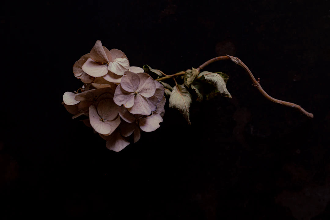 Timeless Blooms: Preserving Flowers Through Cultural Traditions