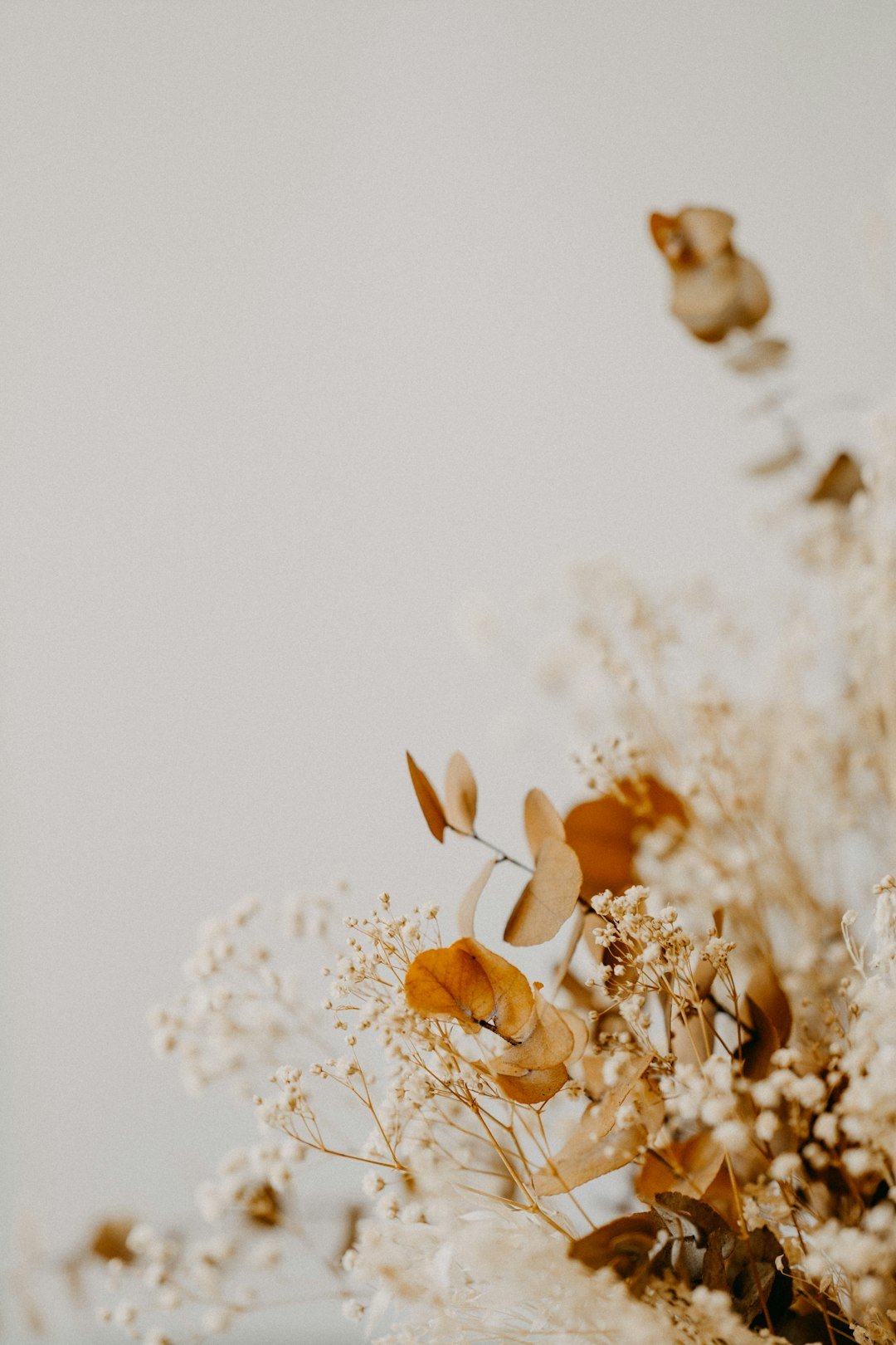 Tips for Choosing the Right Flowers for Preservation - Artisan Palace