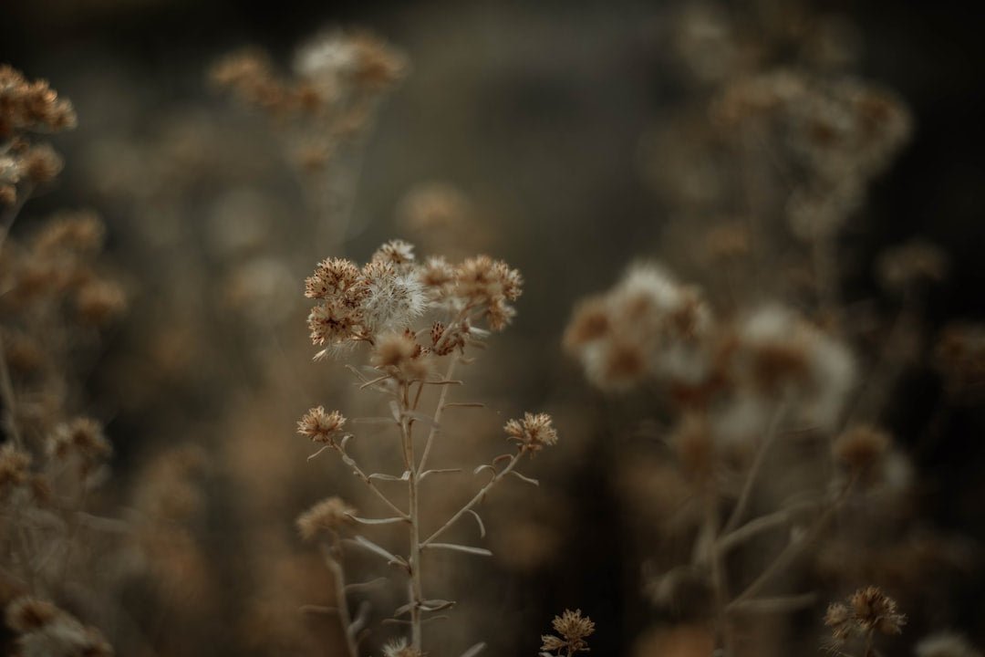 Blossoming Memories: Future Trends in Floral Preservation for Funerals - Artisan Palace