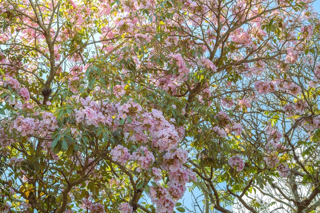 Transforming Grief into Cherished Memories: The Healing Power of Flower Preservation - Artisan Palace