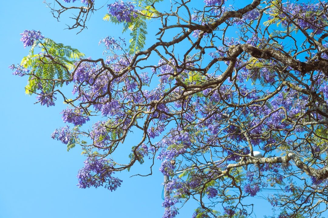 Your Ultimate Guide to Professional Flower Preservation Resources - Artisan Palace