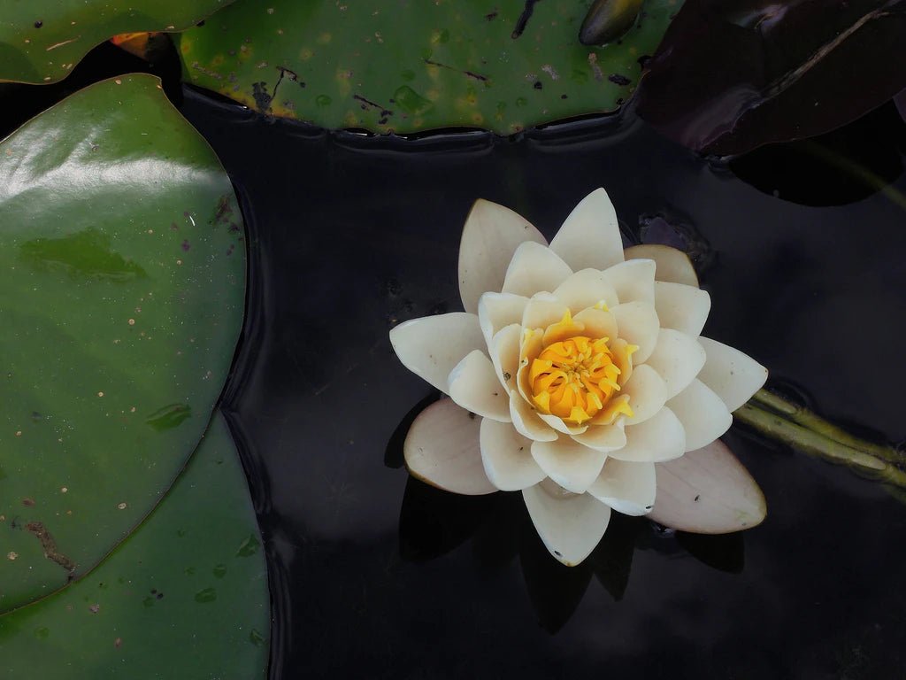 The Science Behind Flower Preservation: Keeping Nature's Beauty Alive - Artisan Palace