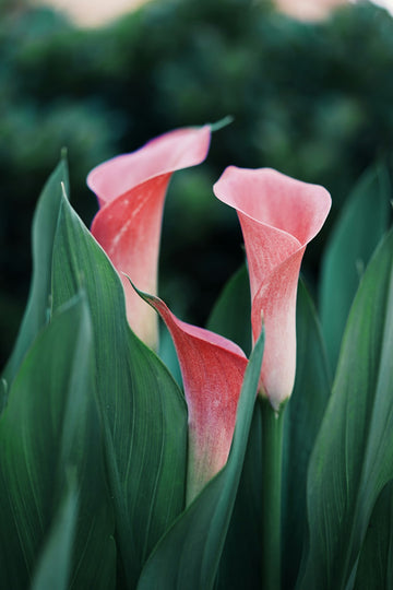 Sustainable Practices in Funeral Flower Preservation