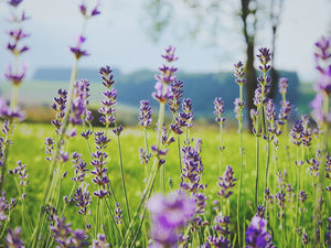 Embrace Nature's Beauty: Combining Different Techniques for Unique Flower Preservation