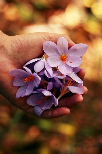 Transform Your Home Decor with Preserved Flowers: A Timeless Elegance