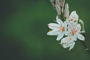 Preserving Funeral Flowers for Long-Lasting Memories