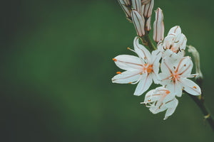 The Hidden Language of Funeral Flowers: Unveiling Their Symbolism