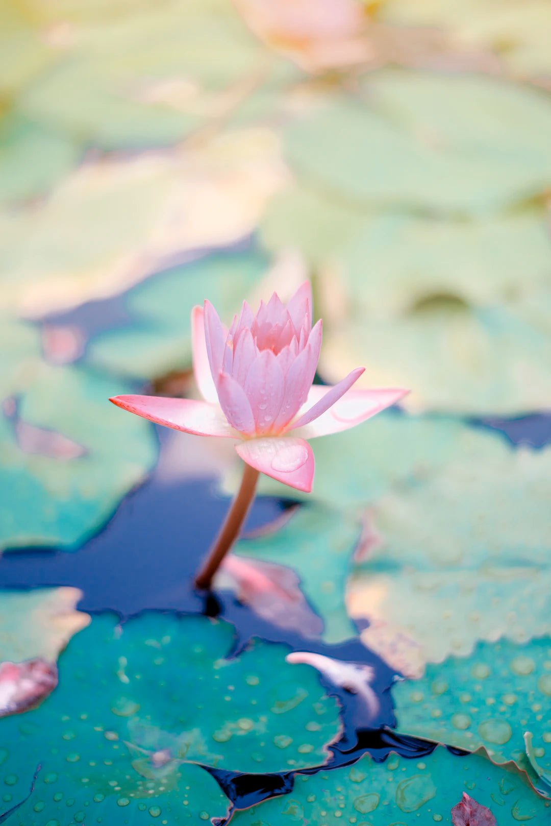 Forever in Bloom: The Significance of Funeral Flower Preservation - Artisan Palace