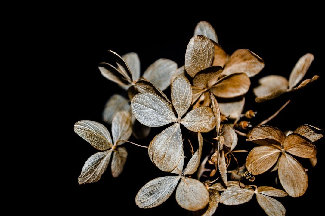 Timing is Everything: Mastering the Art of Preserving Flowers - Artisan Palace
