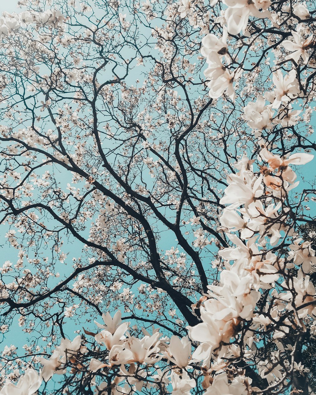 Modern Magic: How Technology is Revolutionizing Flower Preservation - Artisan Palace