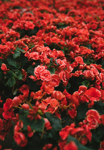 Preserving Funeral Flowers as a Therapeutic Remembrance