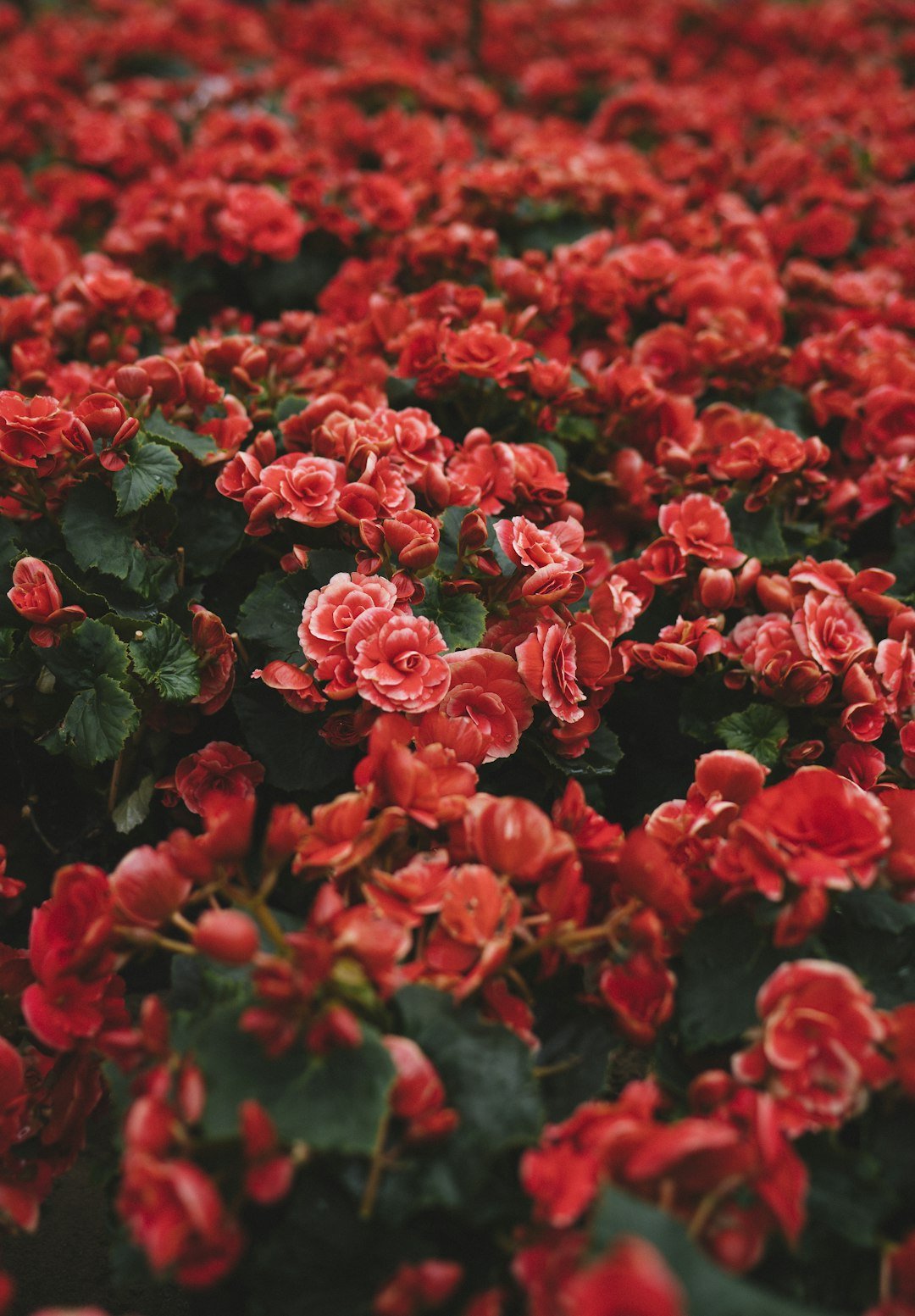 Preserving Memories: DIY Funeral Flower Techniques - Artisan Palace
