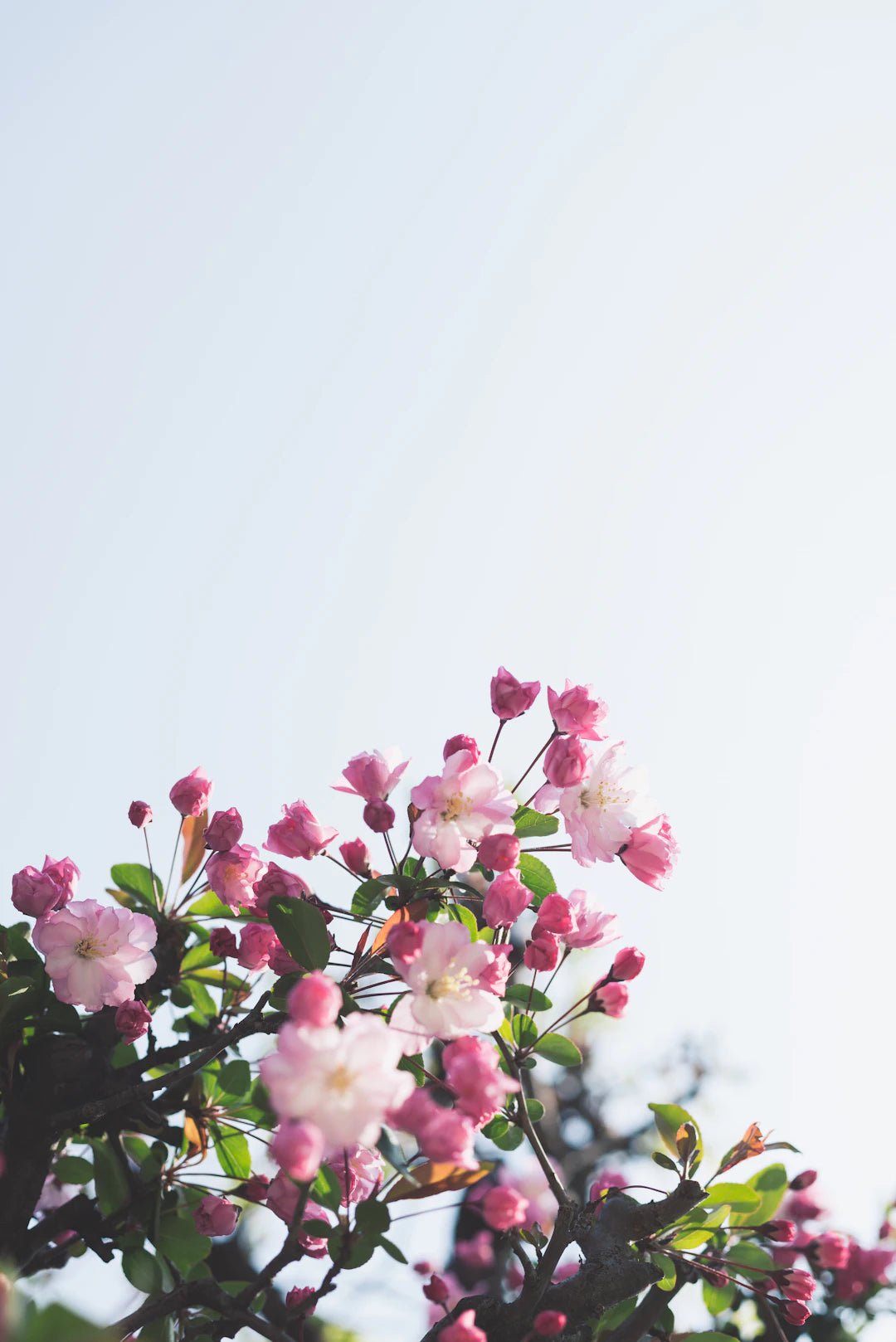 Transforming Blooms: The Art of Using Silica Gel for Flower Preservation - Artisan Palace