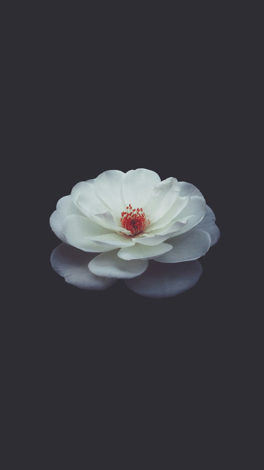 The Lasting Beauty: Understanding the Importance of Flower Preservation in Funeral Rites - Artisan Palace