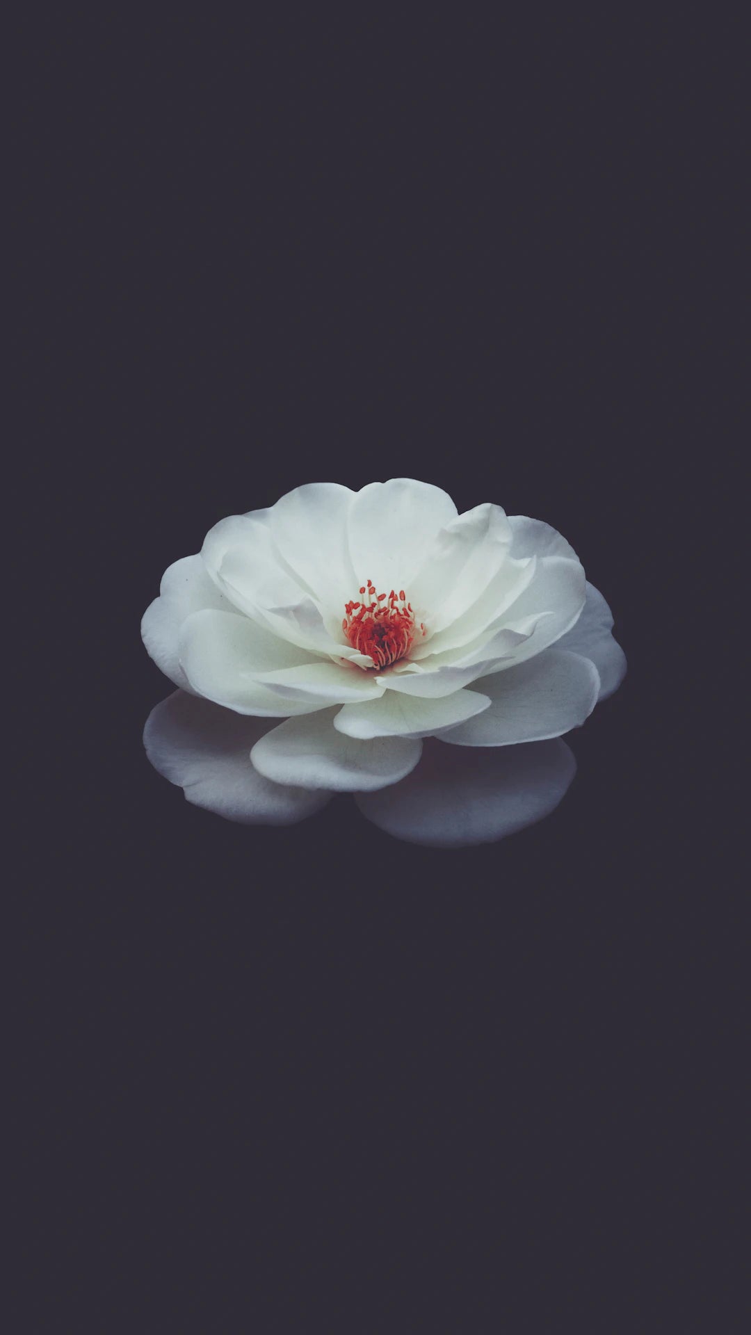 Preserve Nature’s Beauty: Eco-friendly Flower Preservation Options - Artisan Palace