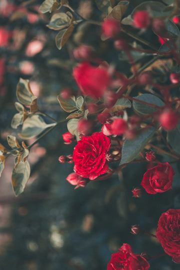 Preserving Funeral Flowers: Symbolism and Meanings