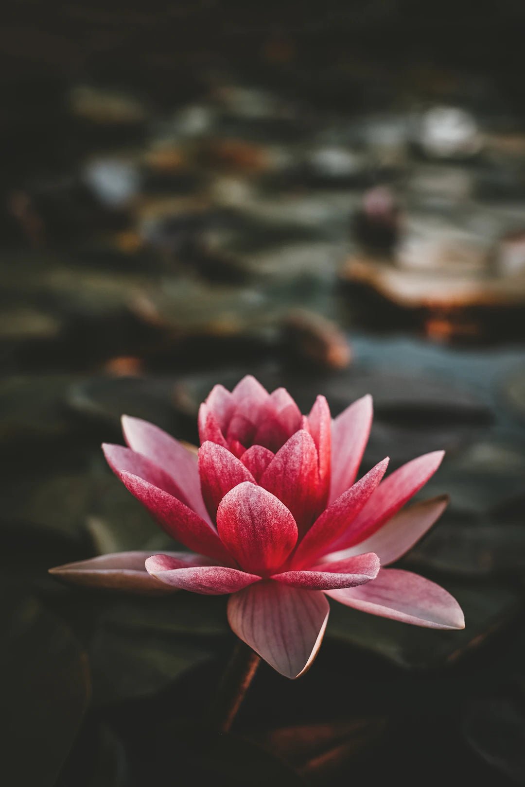 The Secret to Stunning Flower Preservation: Using Silica Gel - Artisan Palace