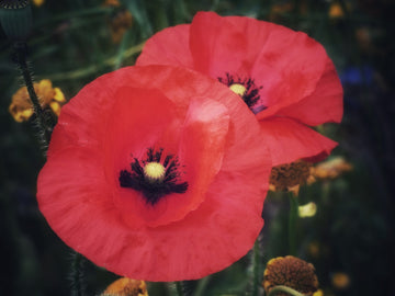 Preserve Your Loved One's Memory with Funeral Flowers