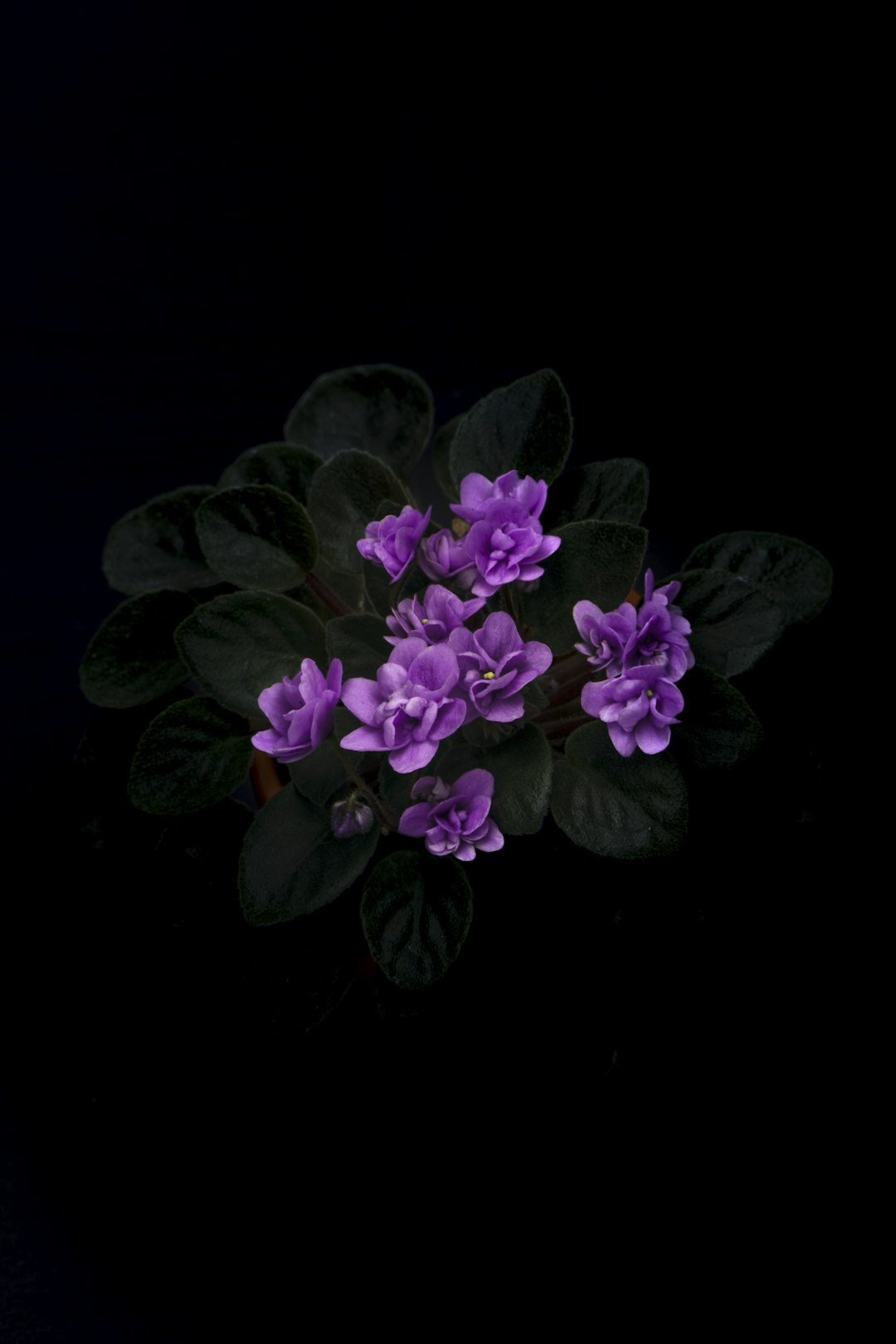 Preserving Funeral Flowers: A Lasting Tribute - Artisan Palace