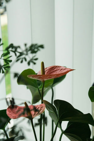 Honoring Memories: Memorializing Loved Ones with Preserved Funeral Flowers