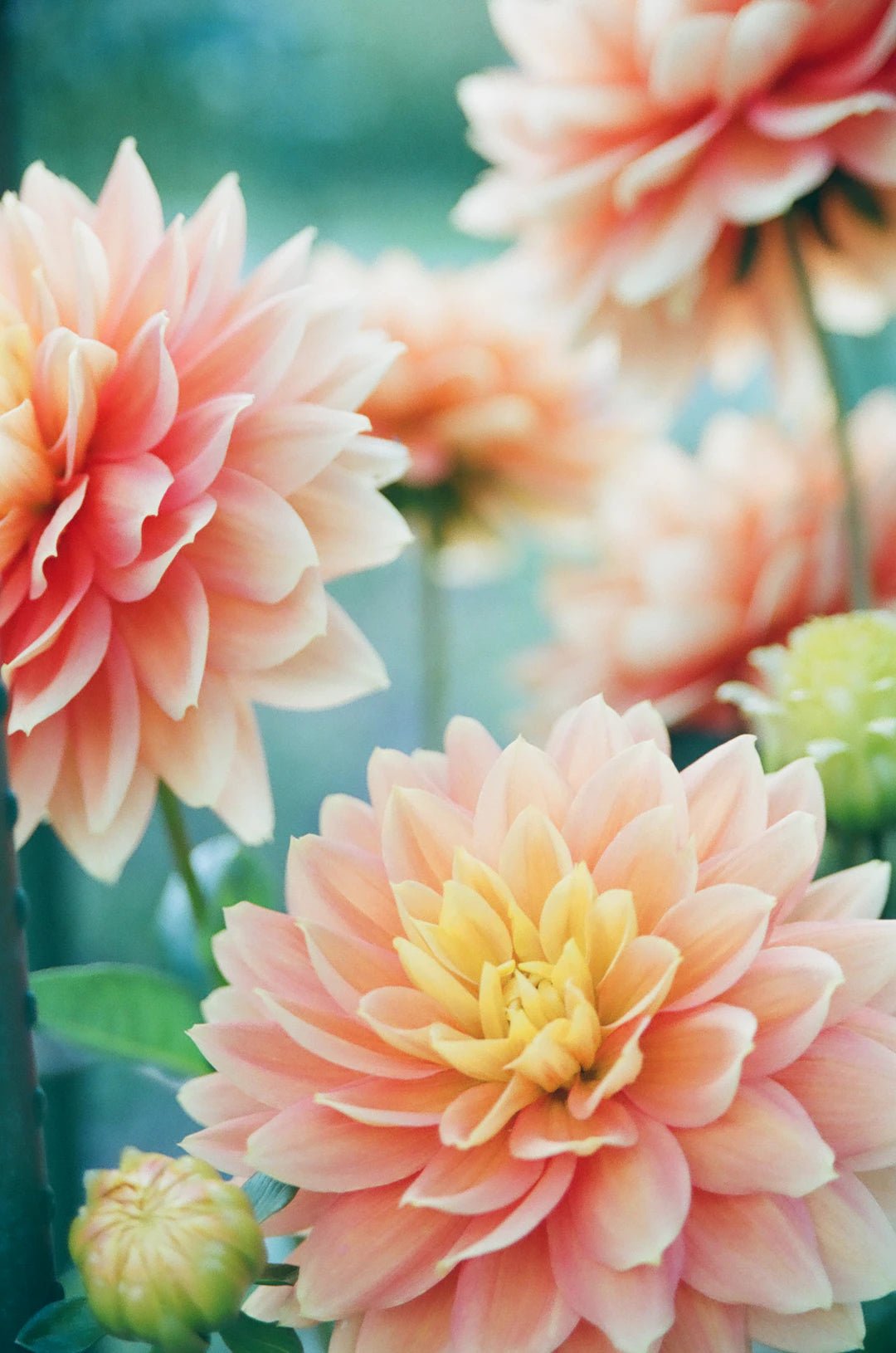 Bloom Forever: Common Mistakes to Avoid in Flower Preservation - Artisan Palace