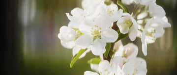 The Science Behind Preserving Funeral Flowers