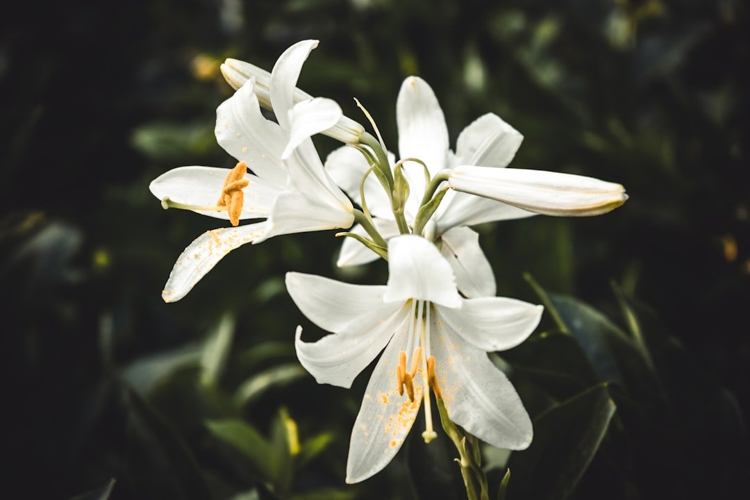 The Symbolism of Different Funeral Flowers - Artisan Palace