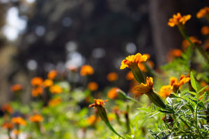 Blooming Memories: Artistic Approaches to Funeral Flower Preservation