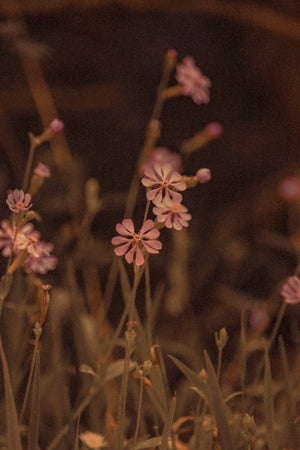 The Profound Connection Between Flowers and Memories