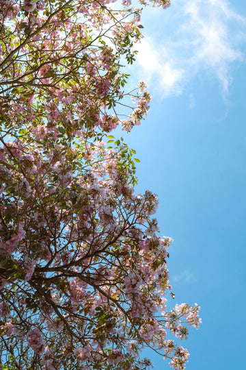 The Healing Power of Flowers: Preserving Memories After a Loved One's Passing