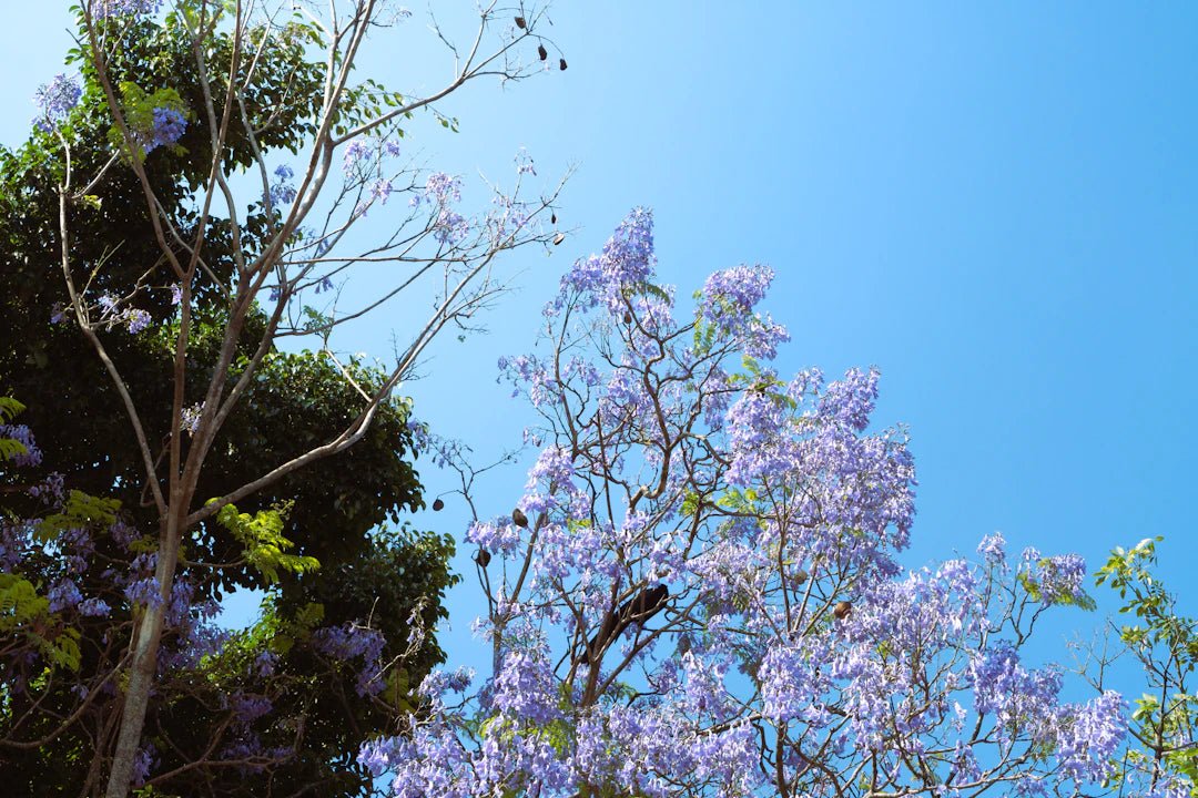 The Blooming Trend of Flower Preservation: A Lasting Love for Nature’s Beauty - Artisan Palace