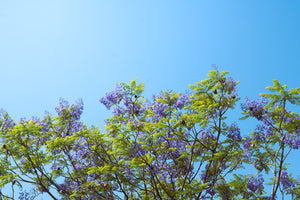 Reviving the Past: Exploring Historical Practices in Flower Preservation