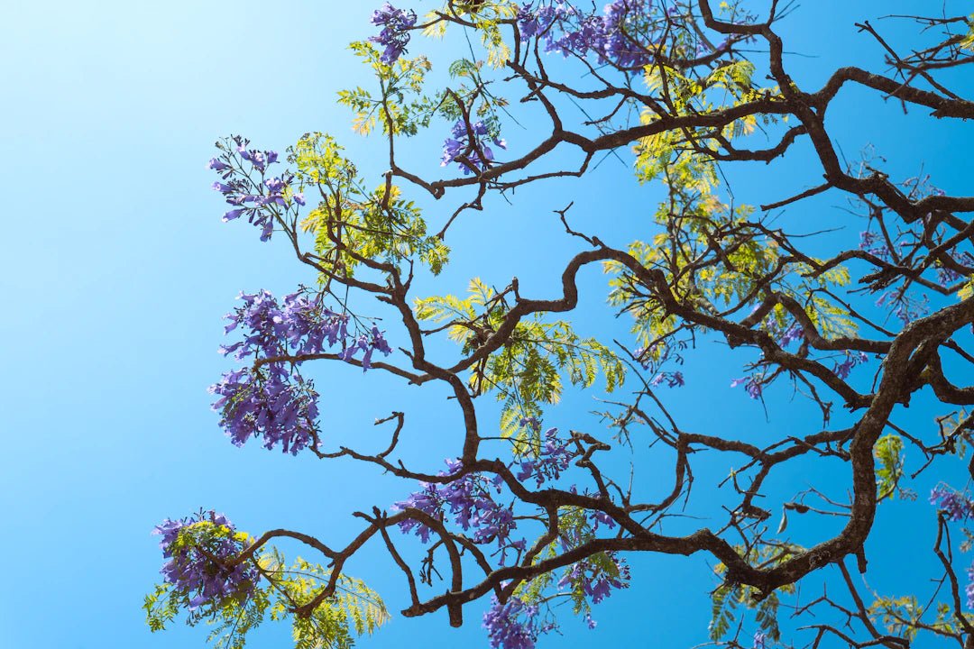 The Emotional Benefits of Flower Preservation: Cherishing Memories Through Nature’s Art - Artisan Palace