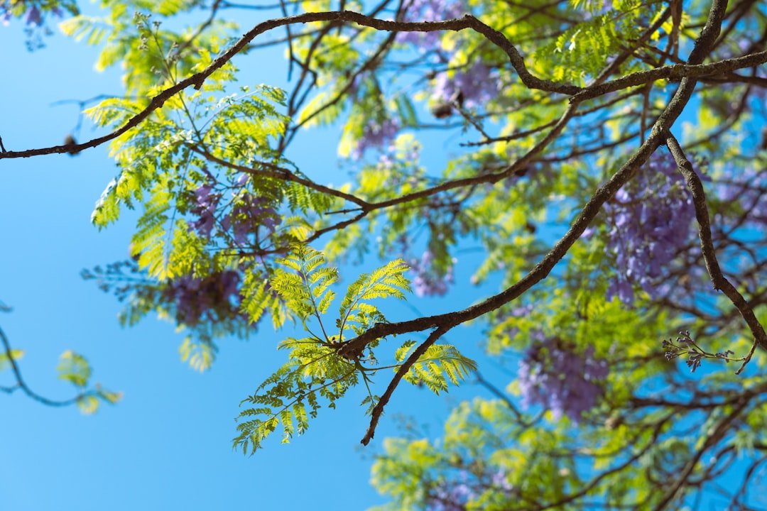 The Healing Magic of Flower Preservation: Honoring Loved Ones in Grief - Artisan Palace